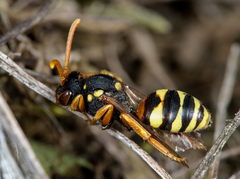 Nomada fucata