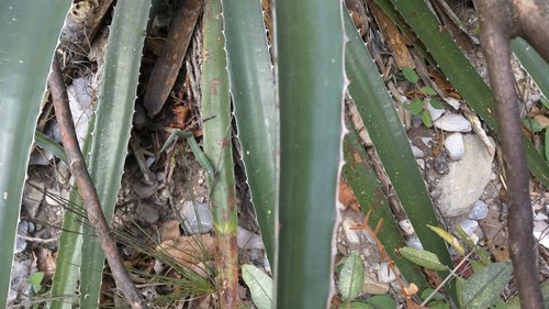 Agave funkiana