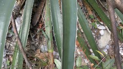 Agave funkiana