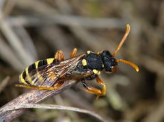 Nomada fucata
