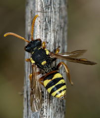 Nomada fucata