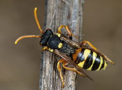 Nomada fucata