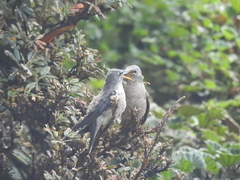 Oreotrochilus chimborazo