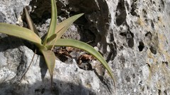 Agave bracteosa