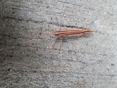 Psychoglypha