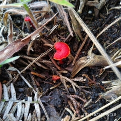 Hygrocybe