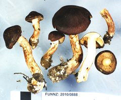 Cortinarius eutactus