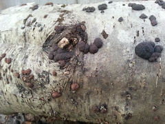 Jackrogersella multiformis image