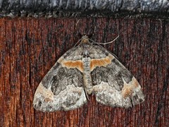 Dysstroma hersiliata