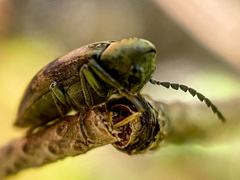 Araeopidius monachus