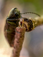 Araeopidius monachus