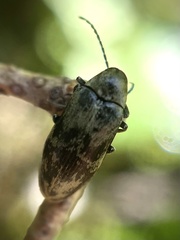 Araeopidius monachus