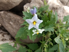 Solanum tweedianum