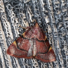 Hypsopygia thymetusalis