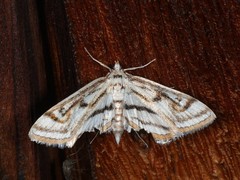 Parapoynx badiusalis