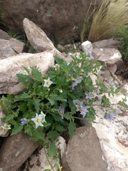 Solanum tweedianum