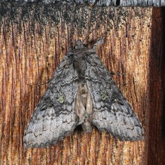 Syngrapha viridisigma