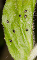 Brachycaudus lychnidis