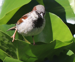Passer domesticus