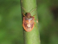 Dendrocoris humeralis