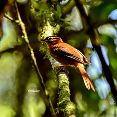 Philydor atricapillus