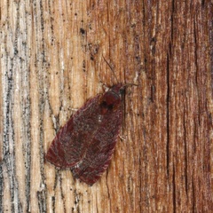 Olethreutes submissanum