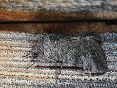 Syngrapha viridisigma