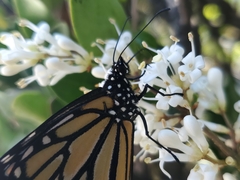 Danaus plexippus