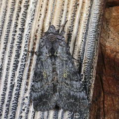 Syngrapha viridisigma