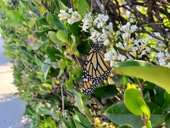 Danaus plexippus