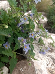 Solanum tweedianum
