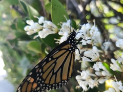 Danaus plexippus