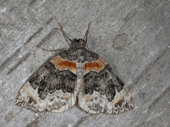 Dysstroma hersiliata