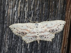 Scopula cacuminaria