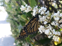 Danaus plexippus
