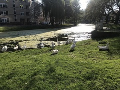 Anser anser domesticus