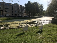 Anser anser domesticus