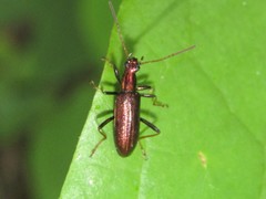 Arthromacra robinsoni