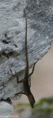 Anolis roquet salinei
