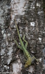 Anolis roquet salinei