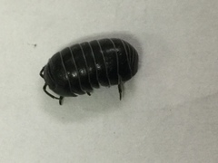 Armadillidium vulgare