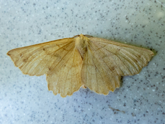 Euchlaena johnsonaria