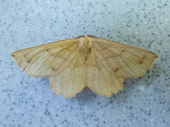 Euchlaena johnsonaria