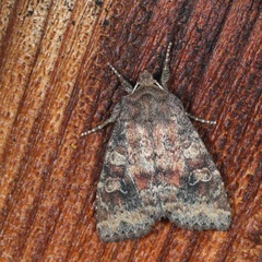 Parastichtis suspecta