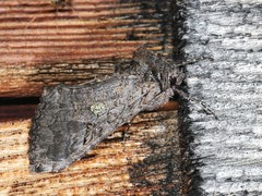 Syngrapha viridisigma