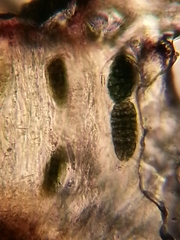 Rhizocarpon geminatum