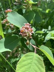 Amelanchier alnifolia