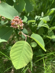 Amelanchier alnifolia