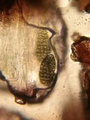 Rhizocarpon geminatum