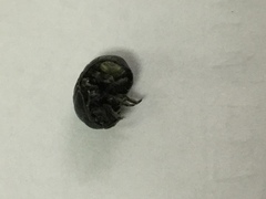 Armadillidium vulgare